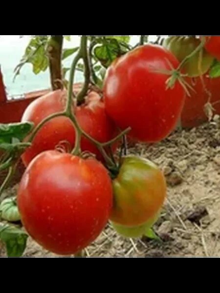 Томат Федора: урожайный сорт с выдающимся вкусом и легкостью в уходе