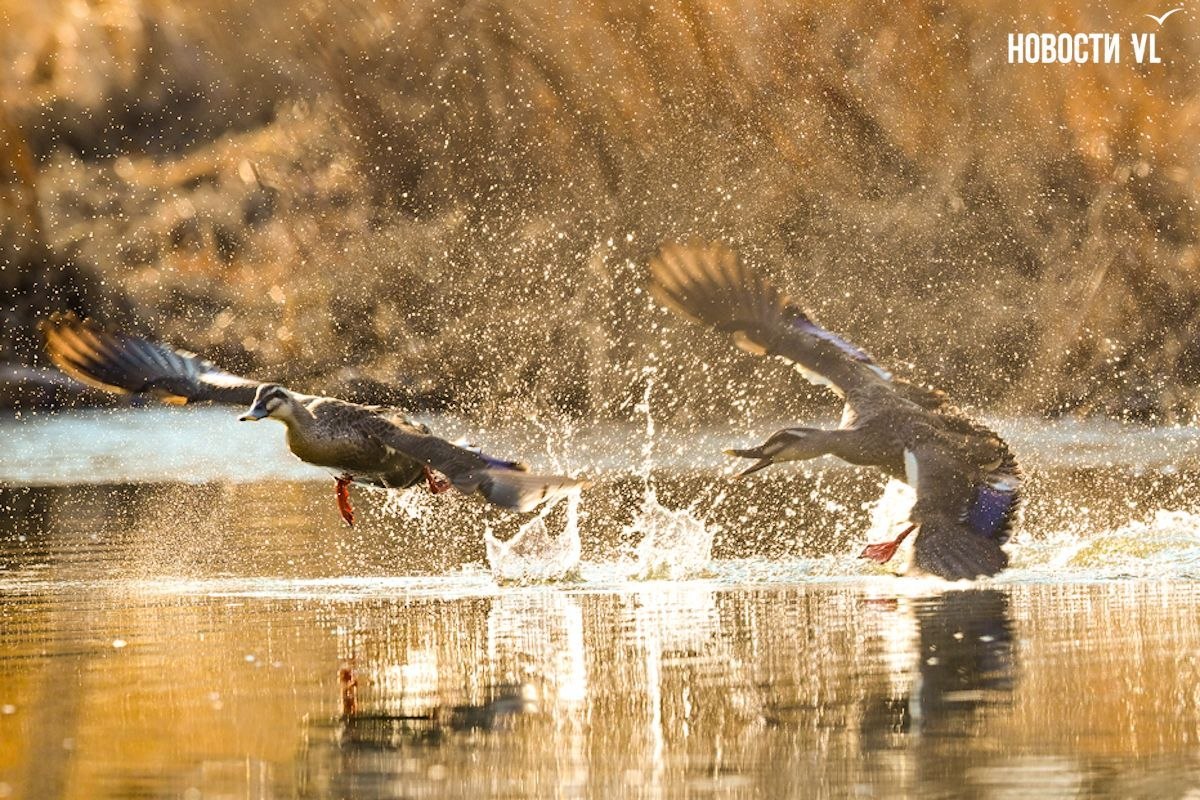 Наступила весна и в протоке Солёной снова появились утки-мандаринки Наступила весна и в протоке Солёной снова появились утки-мандаринки