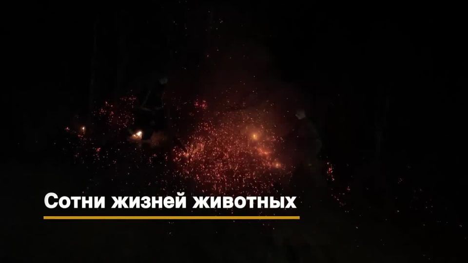 ����� � ����� ������ �� �������