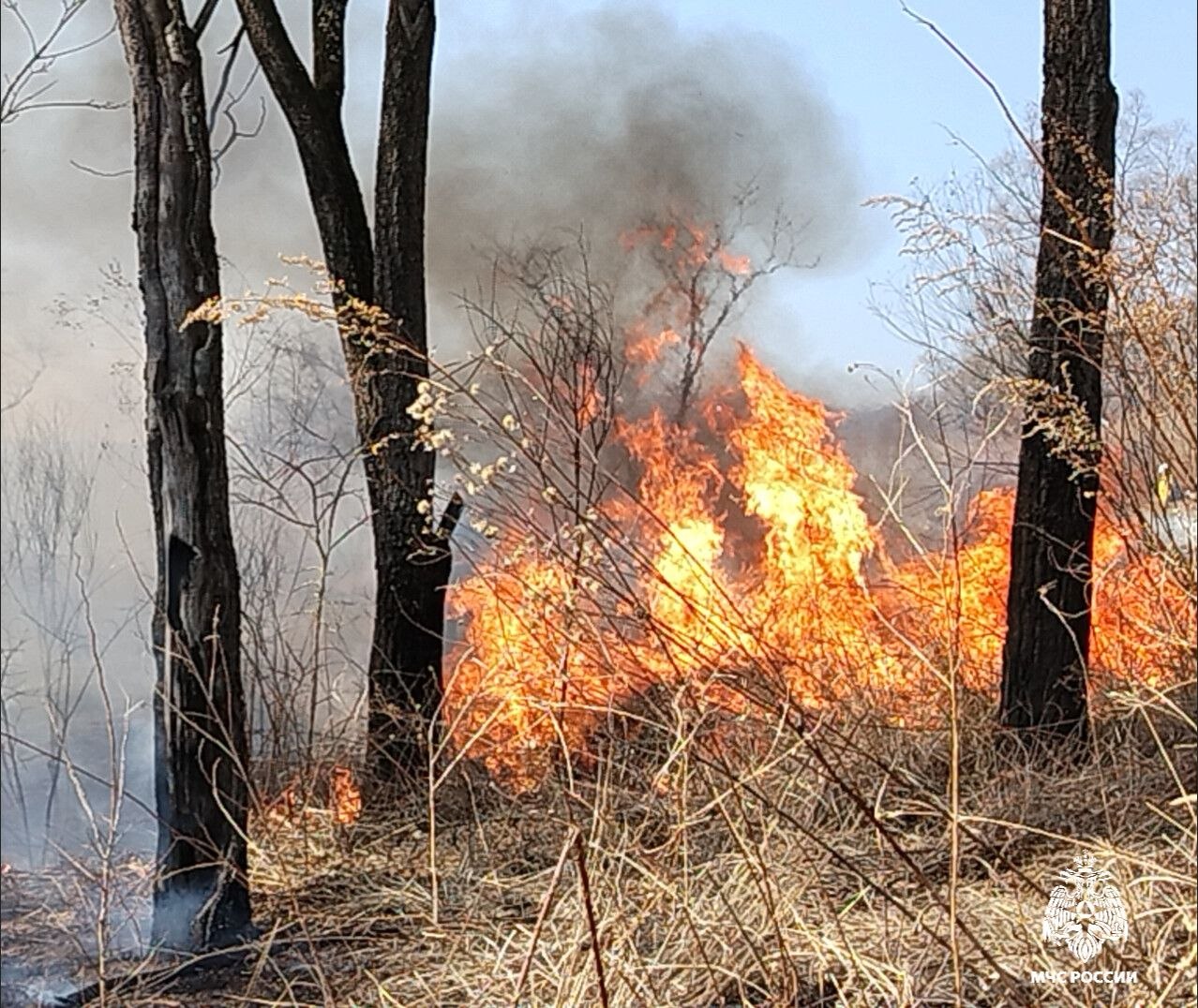 В период с 2 по 4 апреля прогнозируется высокий класс пожарной опасности в Приморье