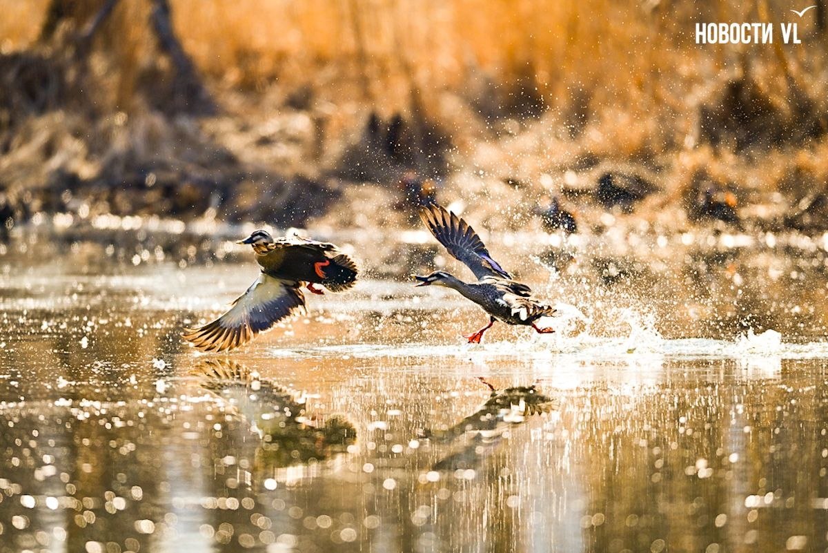 Наступила весна и в протоке Солёной снова появились утки-мандаринки Наступила весна и в протоке Солёной снова появились утки-мандаринки