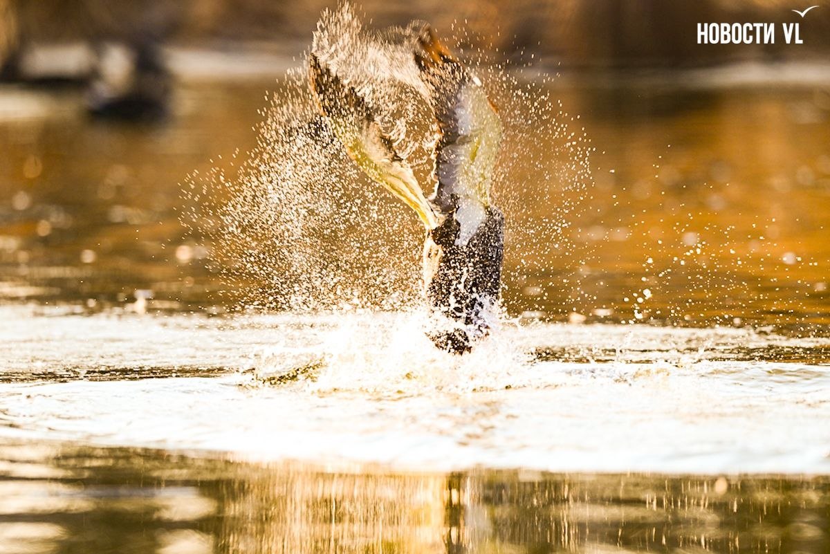 Наступила весна и в протоке Солёной снова появились утки-мандаринки Наступила весна и в протоке Солёной снова появились утки-мандаринки