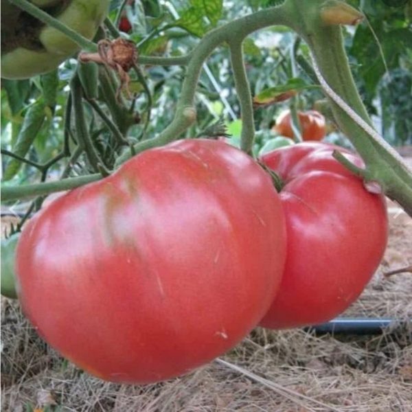 Томат Казанский местный: сорт с великолепным вкусом и большими плодами