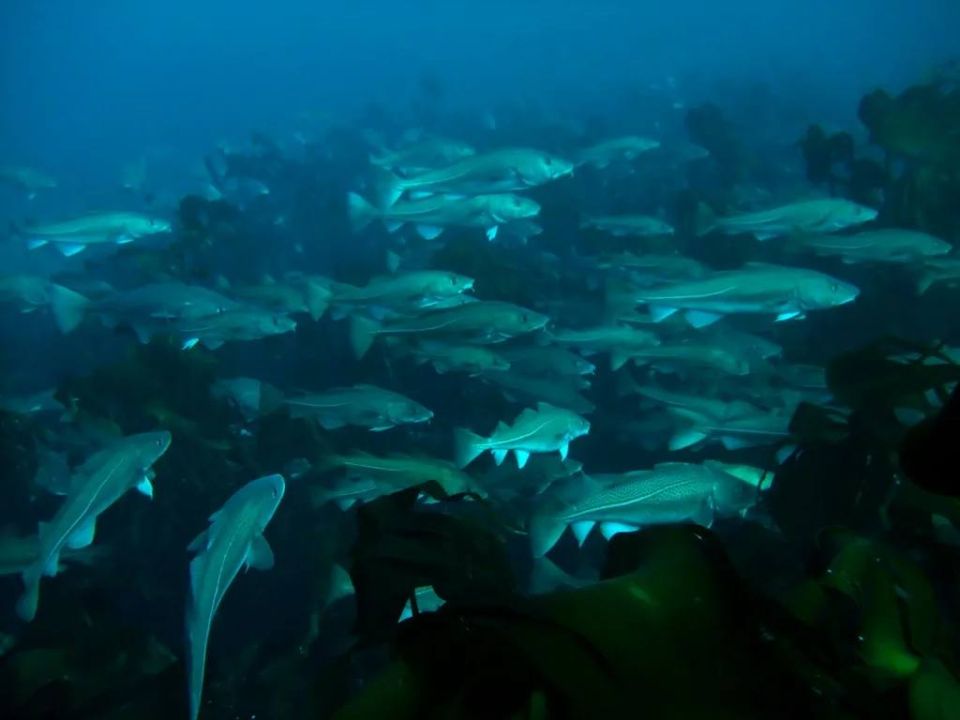 ������������ ������-2026: ��������������� ������ ������ ����� 850 ���