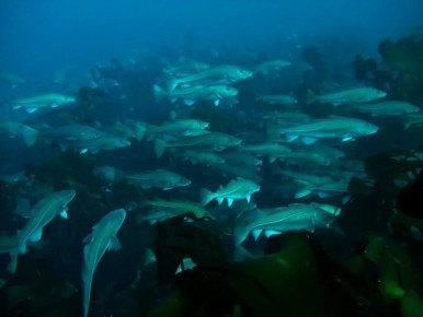 Охотоморская путина-2026: дальневосточные рыбаки добыли свыше 850 тыс