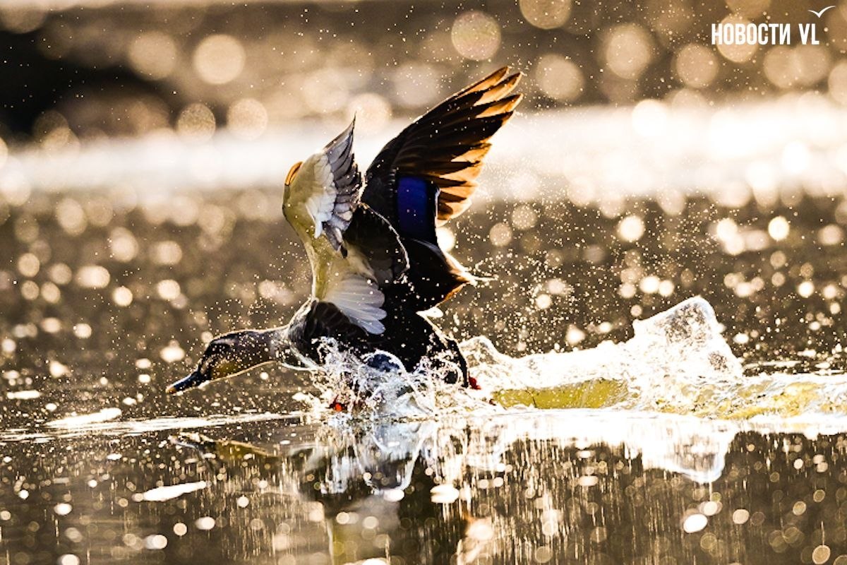 Наступила весна и в протоке Солёной снова появились утки-мандаринки Наступила весна и в протоке Солёной снова появились утки-мандаринки