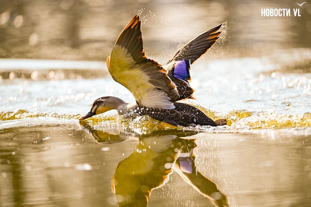 Наступила весна и в протоке Солёной снова появились утки-мандаринки Наступила весна и в протоке Солёной снова появились утки-мандаринки