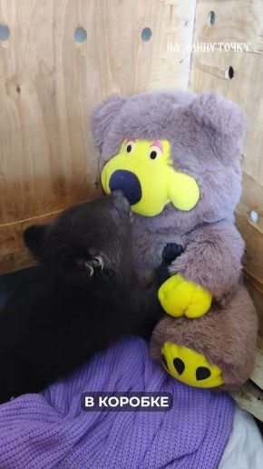 ���� ����������� �������� ������ � ���������� ������