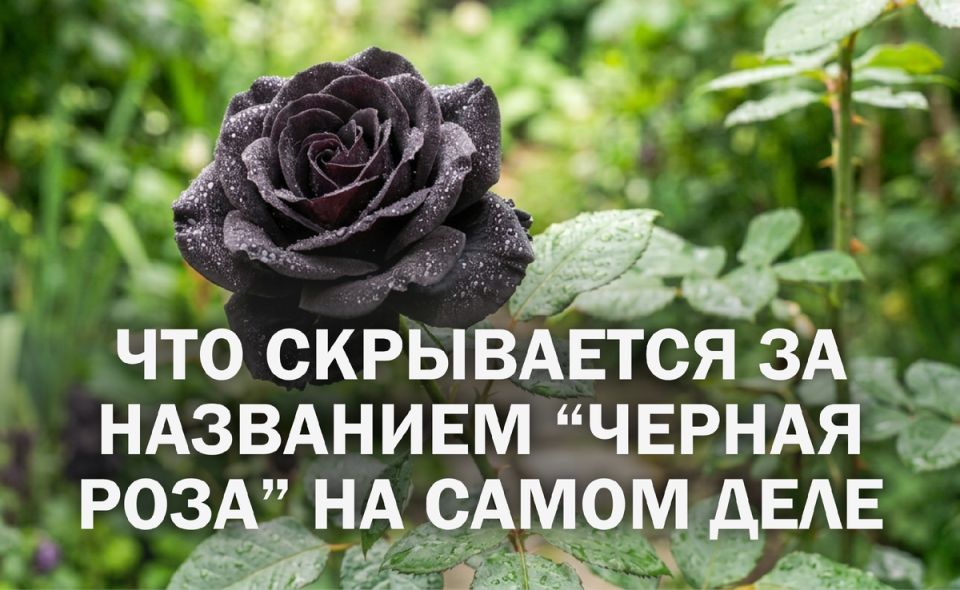 �� ������ �����: ���������� ��������� ����� ������ ���
