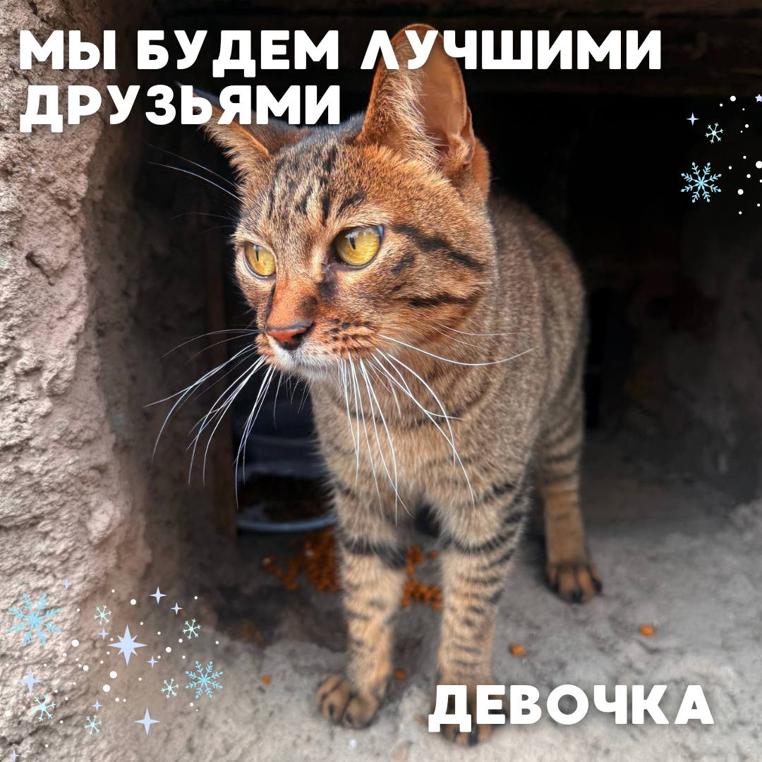 Сегодня в рубрике #Ищу_человека делимся информацией от наших подписчиков, которые взяли себе самых очаровательных питомцев на временную передержку и ищут им теплый дом Сегодня в рубрике #Ищу_человека делимся информацией от наших подписчиков, которые взяли себе самых очаровательных питомцев на временную передержку и ищут им теплый дом