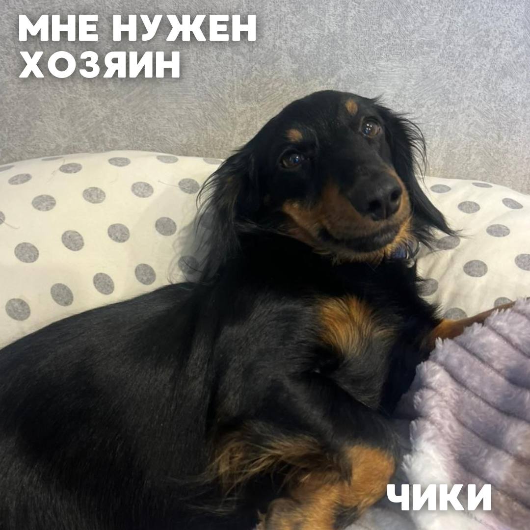 Сегодня в рубрике #Ищу_человека делимся информацией от наших подписчиков, которые взяли себе самых очаровательных питомцев на временную передержку и ищут им теплый дом Сегодня в рубрике #Ищу_человека делимся информацией от наших подписчиков, которые взяли себе самых очаровательных питомцев на временную передержку и ищут им теплый дом
