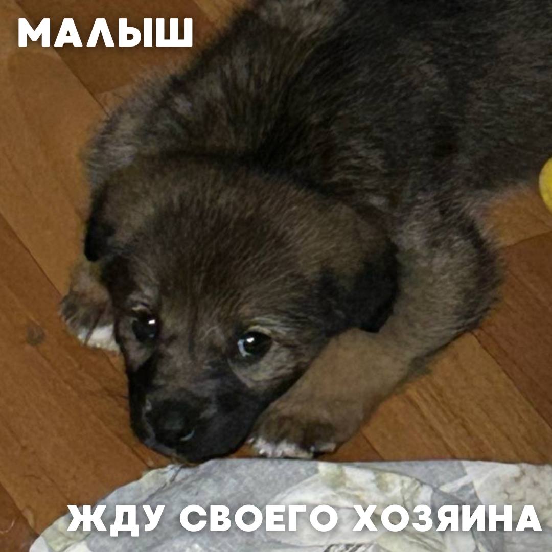 Сегодня в рубрике #Ищу_человека делимся информацией от наших подписчиков, которые взяли себе самых очаровательных питомцев на временную передержку и ищут им теплый дом Сегодня в рубрике #Ищу_человека делимся информацией от наших подписчиков, которые взяли себе самых очаровательных питомцев на временную передержку и ищут им теплый дом