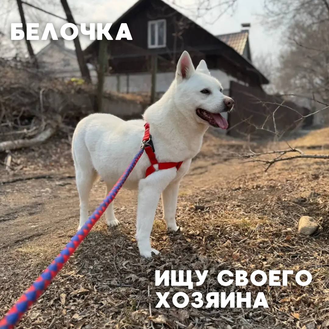 Сегодня в рубрике #Ищу_человека делимся информацией от наших подписчиков, которые взяли себе самых очаровательных питомцев на временную передержку и ищут им теплый дом Сегодня в рубрике #Ищу_человека делимся информацией от наших подписчиков, которые взяли себе самых очаровательных питомцев на временную передержку и ищут им теплый дом