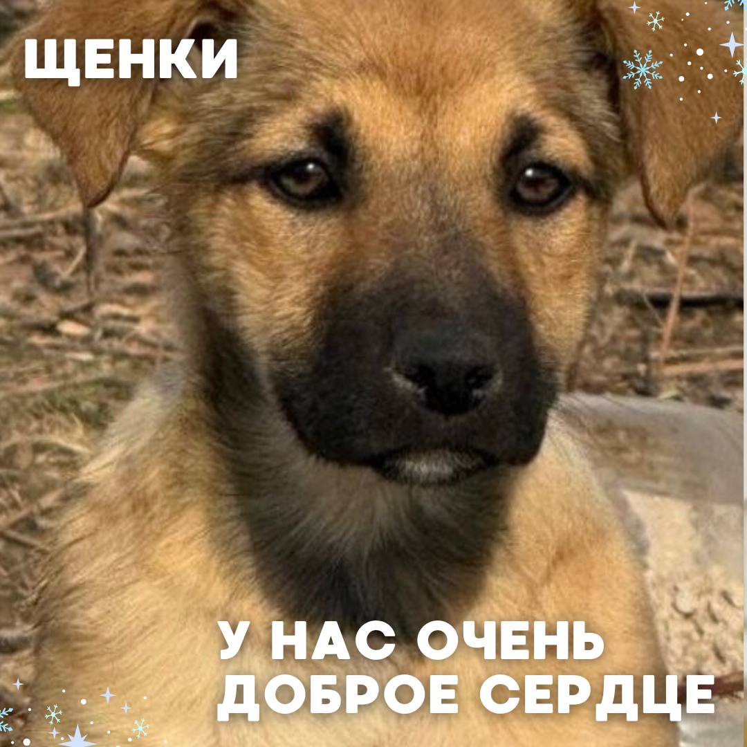 Сегодня в рубрике #Ищу_человека делимся информацией от наших подписчиков, которые взяли себе самых очаровательных питомцев на временную передержку и ищут им теплый дом Сегодня в рубрике #Ищу_человека делимся информацией от наших подписчиков, которые взяли себе самых очаровательных питомцев на временную передержку и ищут им теплый дом