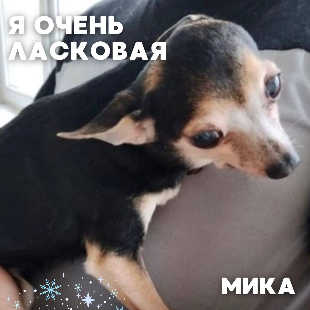 Сегодня в рубрике #Ищу_человека делимся информацией от наших подписчиков, которые взяли себе самых очаровательных питомцев на временную передержку и ищут им теплый дом Сегодня в рубрике #Ищу_человека делимся информацией от наших подписчиков, которые взяли себе самых очаровательных питомцев на временную передержку и ищут им теплый дом