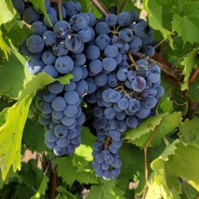 ������� � ���� ������������ �������: ��������� ���� � �������� ���������������