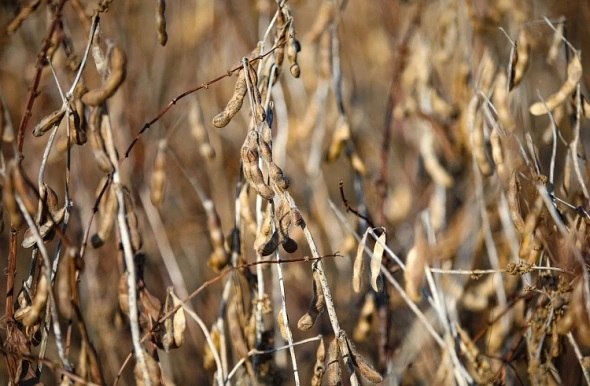 Более 180 тонн зерна оформлено на экспорт в Приморье в марте