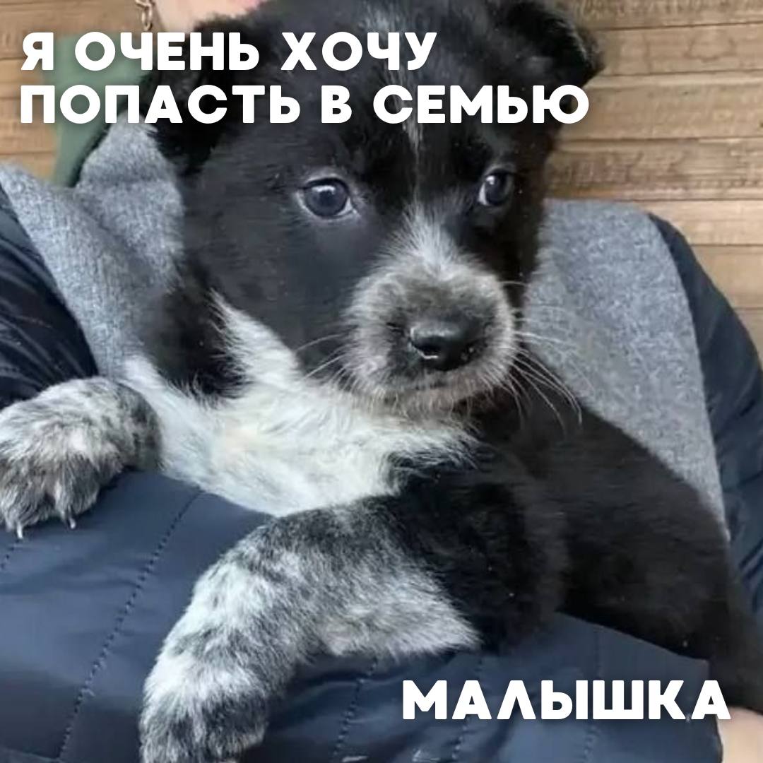 Сегодня в рубрике #Ищу_человека делимся информацией от наших подписчиков, которые взяли себе самых очаровательных питомцев на временную передержку и ищут им теплый дом Сегодня в рубрике #Ищу_человека делимся информацией от наших подписчиков, которые взяли себе самых очаровательных питомцев на временную передержку и ищут им теплый дом