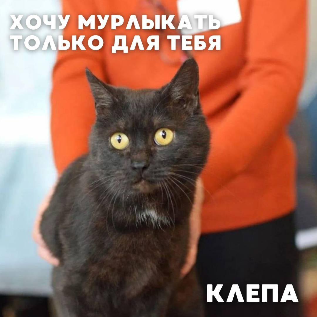 Сегодня в рубрике #Ищу_человека делимся информацией от наших подписчиков, которые взяли себе самых очаровательных питомцев на временную передержку и ищут им теплый дом