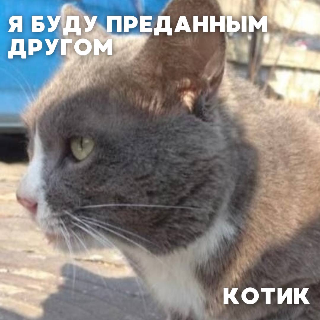 Сегодня в рубрике #Ищу_человека делимся информацией от наших подписчиков, которые взяли себе самых очаровательных питомцев на временную передержку и ищут им теплый дом Сегодня в рубрике #Ищу_человека делимся информацией от наших подписчиков, которые взяли себе самых очаровательных питомцев на временную передержку и ищут им теплый дом