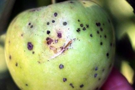 Мир вредителей: кто угрожает вашим яблокам?