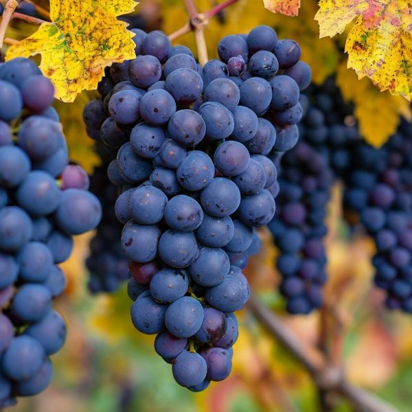 Каберне фран: секреты успешного виноделия