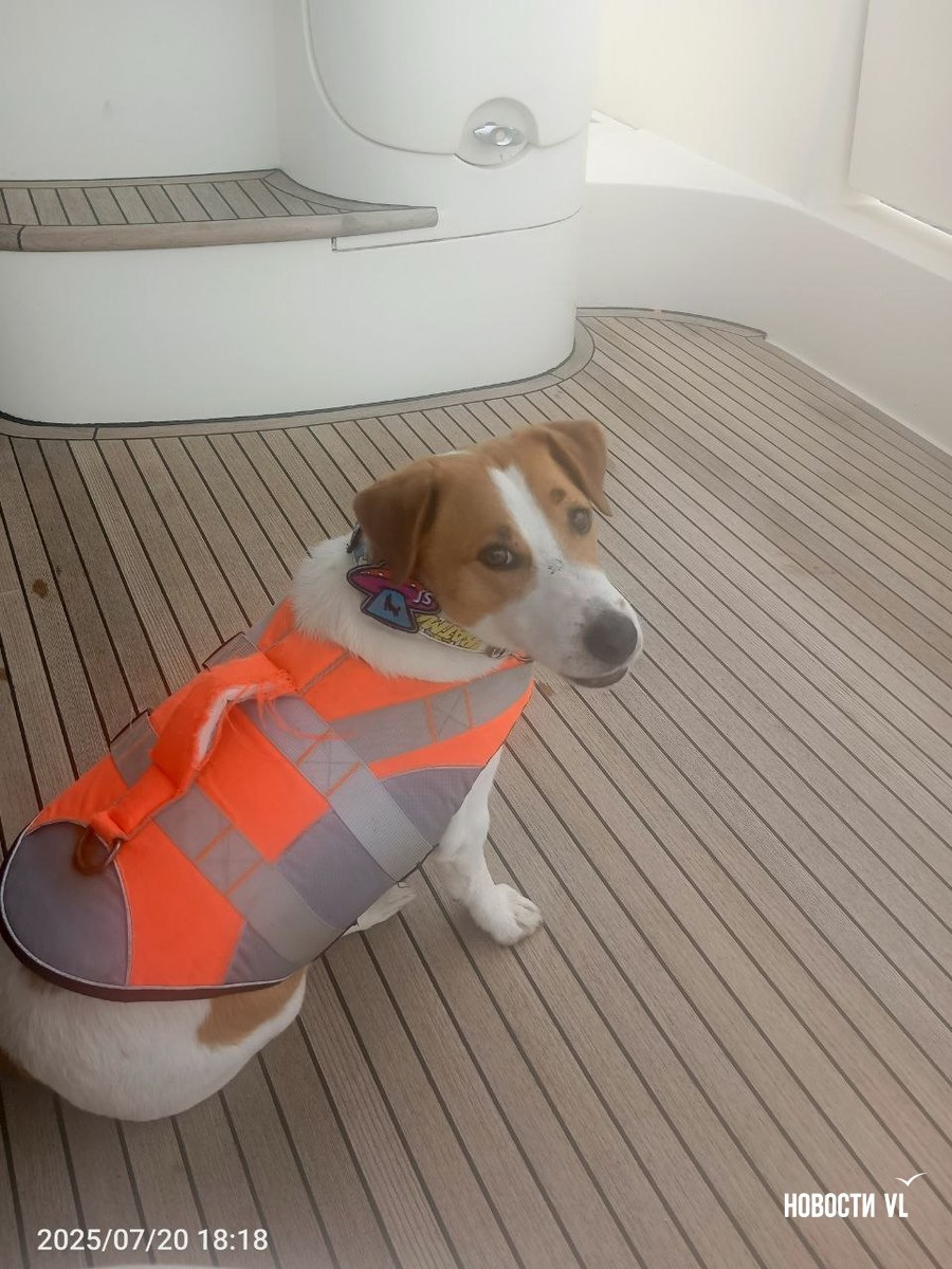 Рыбак по кличке Джек: пёс, ловивший селёдку на Маяке, стал звездой соцсетей Рыбак по кличке Джек: пёс, ловивший селёдку на Маяке, стал звездой соцсетей