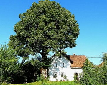 Опасные деревья: какие виды лучше не сажать рядом с домом