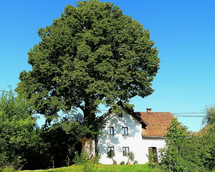 Опасные деревья: какие виды лучше не сажать рядом с домом
