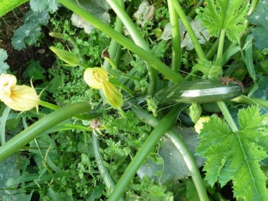 Ҹ���� ����� � �������� ��������: ������� ��������� �����������