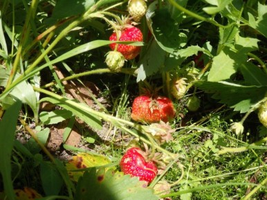 ���������� ���� � ����: ������� ����� �� ����������