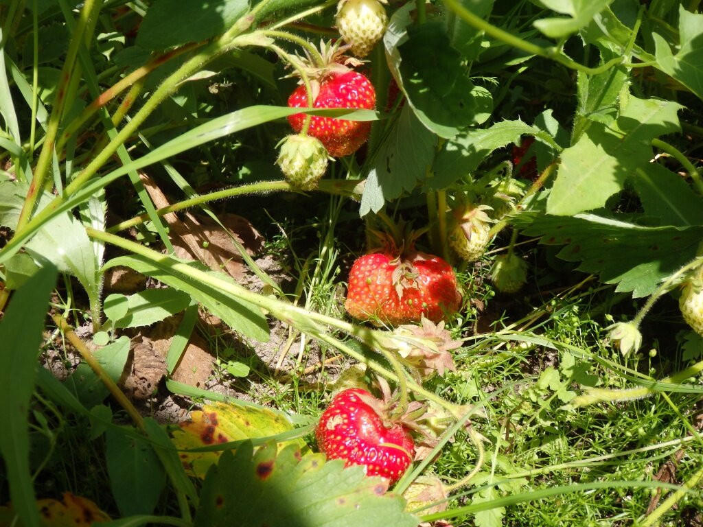 Подготовка сада к июню: секреты ухода за растениями