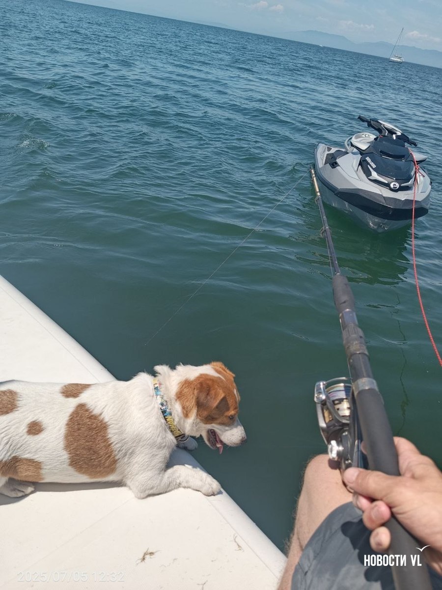 Рыбак по кличке Джек: пёс, ловивший селёдку на Маяке, стал звездой соцсетей Рыбак по кличке Джек: пёс, ловивший селёдку на Маяке, стал звездой соцсетей