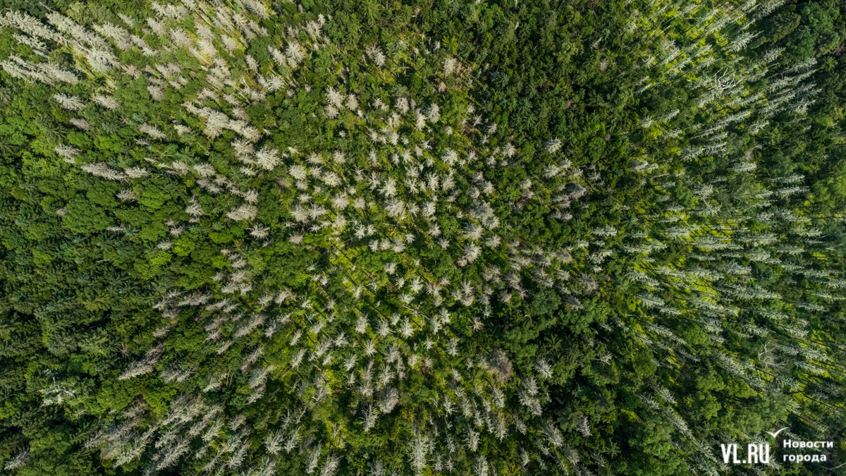 «Общая проблема для Северного полушария»: к исследованиям усыхающих елей в Приморье подключится учёный из Москвы