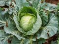 Проблемы с кочанами капусты в июле: как справиться и получить урожай