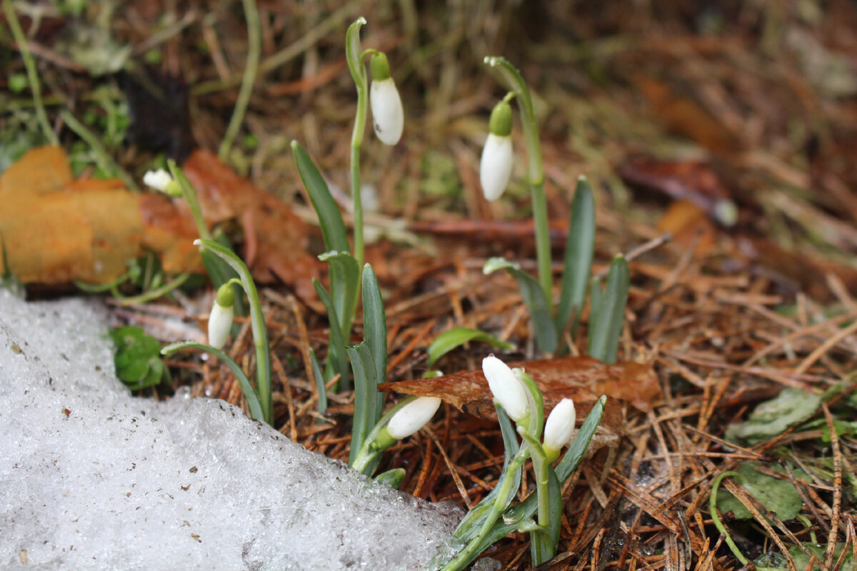 Снежные преграды и цветы: Как помочь вашим растениям весной