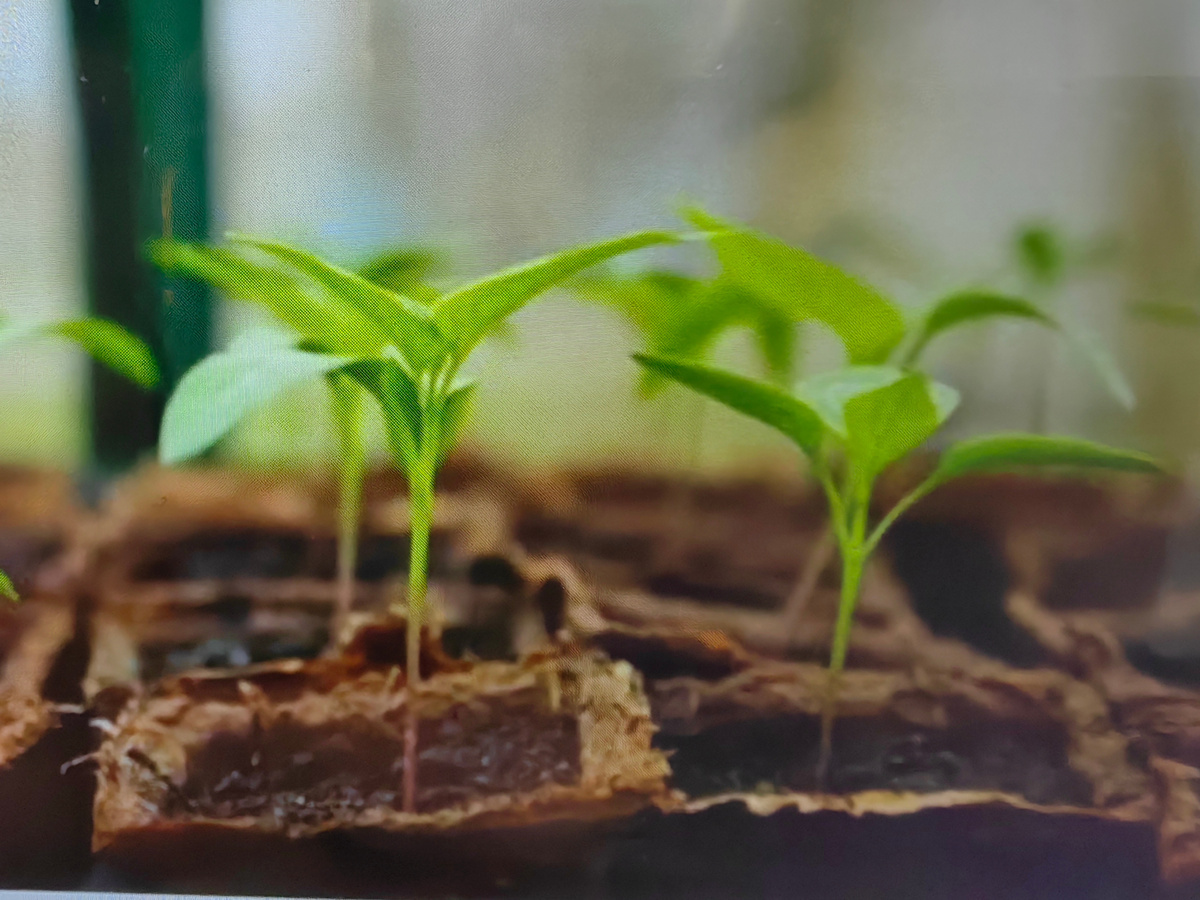 Как правильно сажать перец: одиночные семена или пара в одном стаканчике?