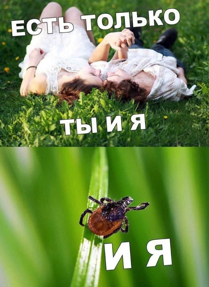 Жителям Приморья предлагают бесплатно привиться от клещевого энцефалита