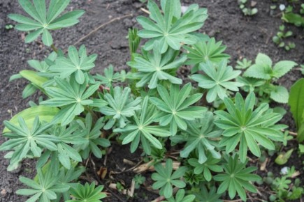 Люпин: не только красивый цветок, но и природное удобрение для вашего сада