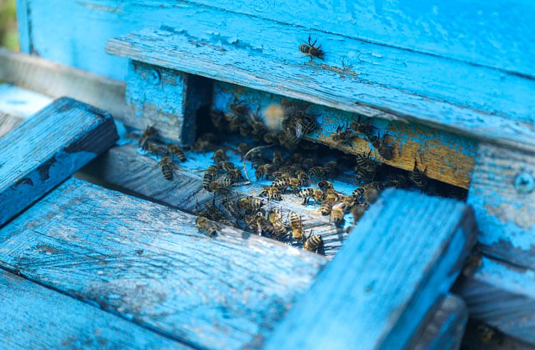 С наступлением весеннего тепла пчеловоды Приморья приступили к восстановительным работам на своих пасеках