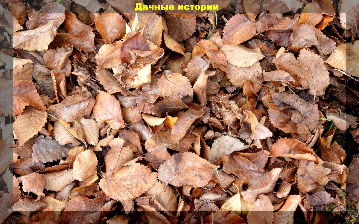 Опавшие листья: полезный ресурс для дачи