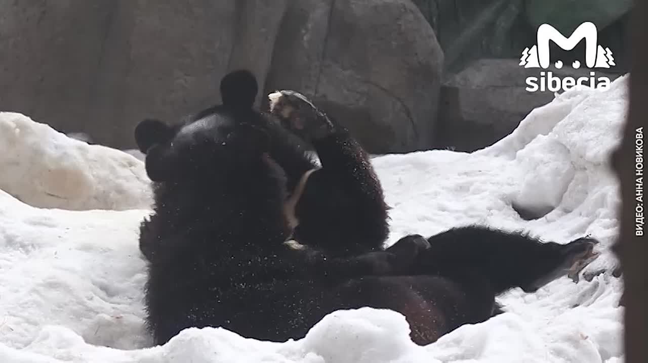 Уссурийские мишки Фима и Дуся кайфуют в Новосибирском зоопарке