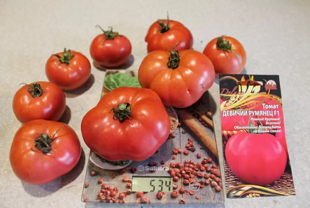 Как вырастить помидоры в открытом грунте: секреты сорта «Девичий румянец F1»