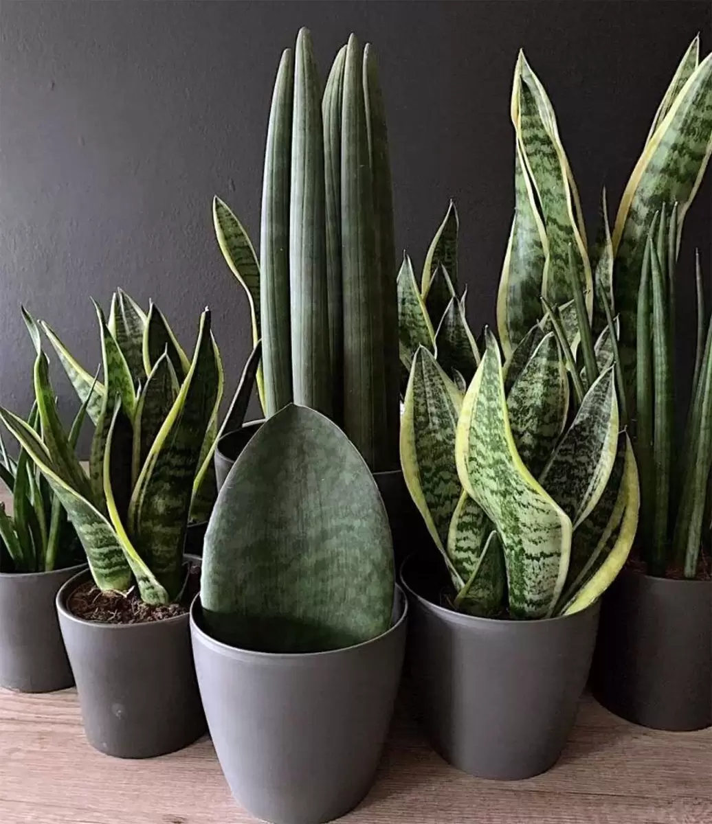 Зеленая эстетика: топ-10 комнатных растений, которые станут вашими лучшими спутниками