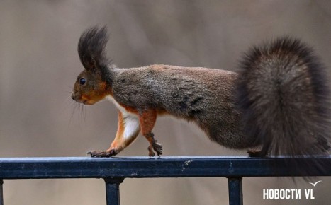 Доброе утро, Владивосток. Днём переменная облачность