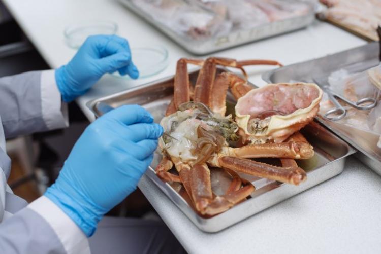 В Приморье выявлена крупная партия варено-мороженых конечностей краба-стригуна, в которой было обнаружено превышение допустимого уровня содержания ртути