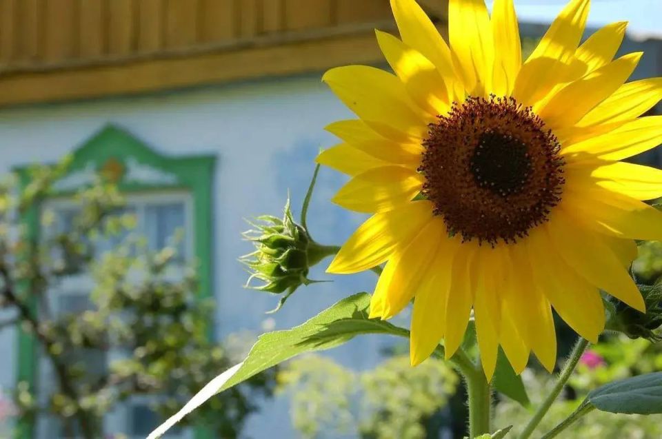 ������ ����, ��������. � ���� ������������ �������� ����� �� ������������ ���������� ����������, ����� ���-��������, �����