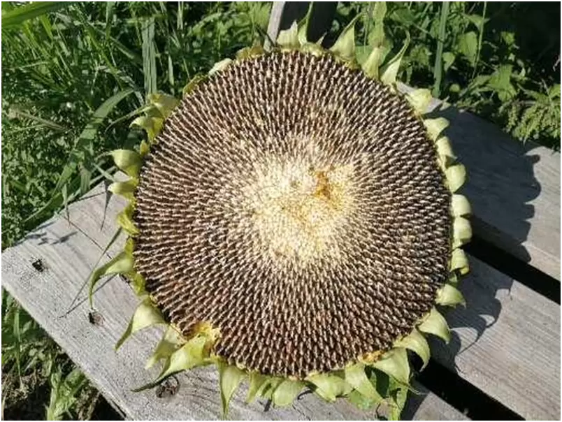 Подсолнухи: удивительный эксперимент из супермаркета на дачном участке