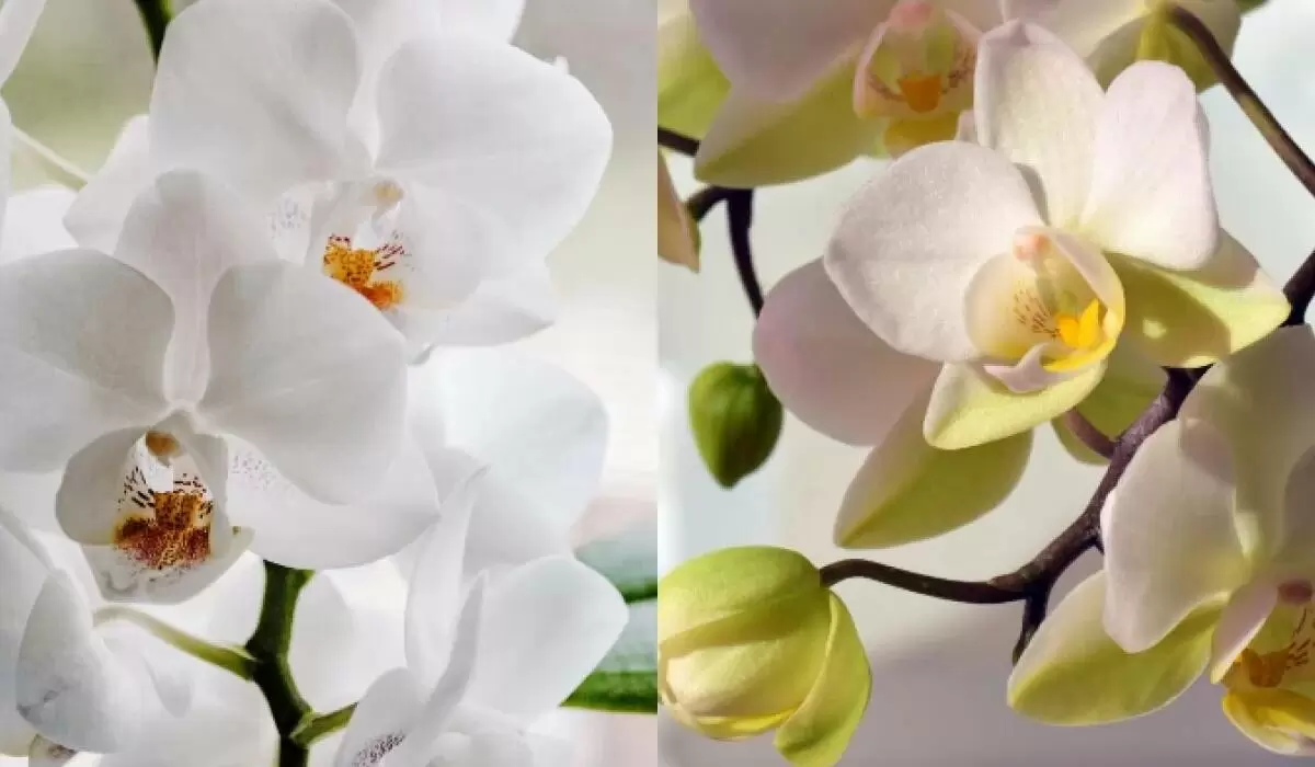 Секреты вечного цветения: как удобрять орхидеи для стабильного цветения