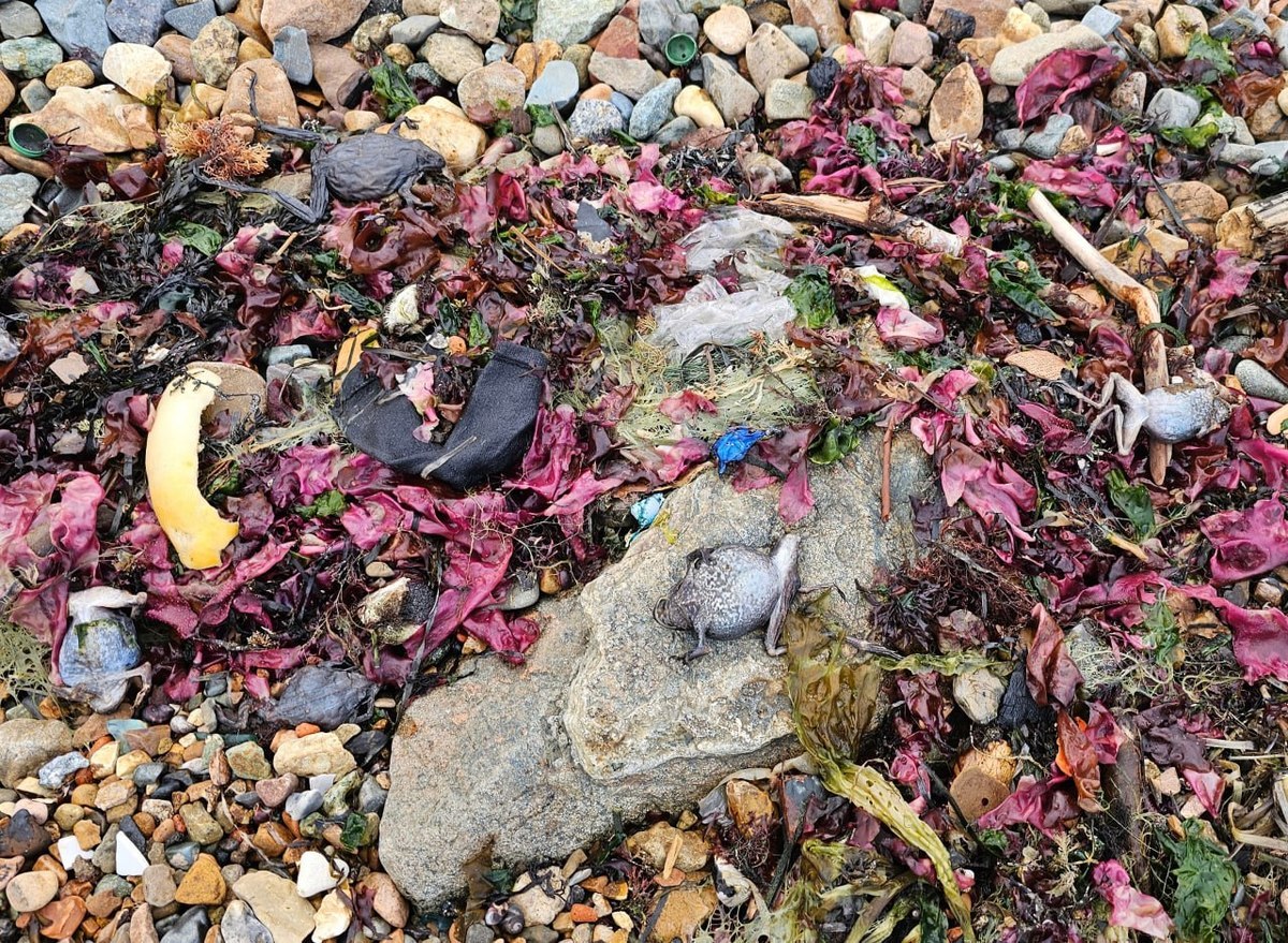 Браконьеры выбросили более 50 мёртвых самок дальневосточных лягушек на берегу моря во Владивостоке Браконьеры выбросили более 50 мёртвых самок дальневосточных лягушек на берегу моря во Владивостоке